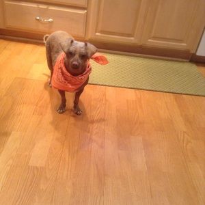 Meet your Posher, Lee ann